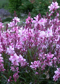 Gaura lindheimeri 'Pink Lady'